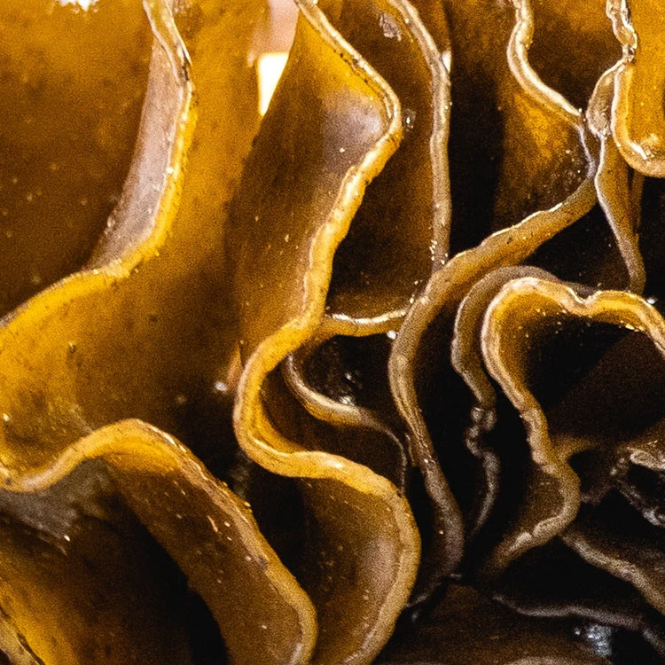 Garden of Wellness Singapore