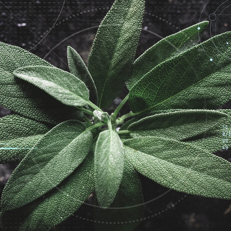 Garden of Wellness Singapore